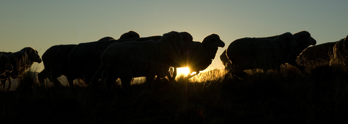 Silhouette of sheep in sunset